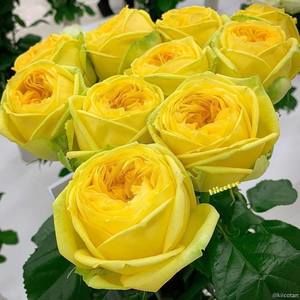 Meet your Posher, Rita